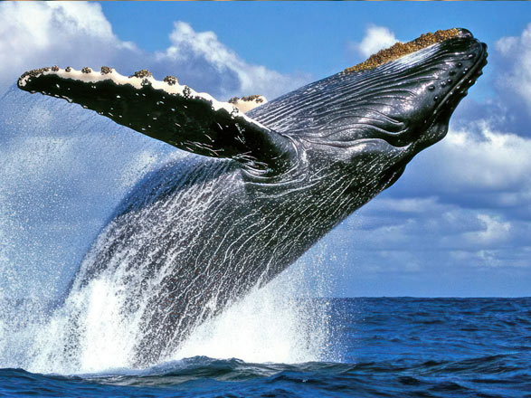 Escale Australie (Eden)