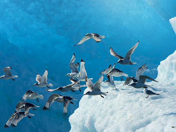 Escale Alaska (Endicott Arm Fjord)