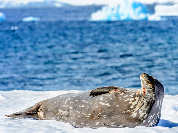 Escale Antarctique (Half Moon Island)