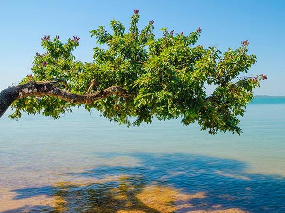 Escale Guinée-Bissau (Ile Caravela)