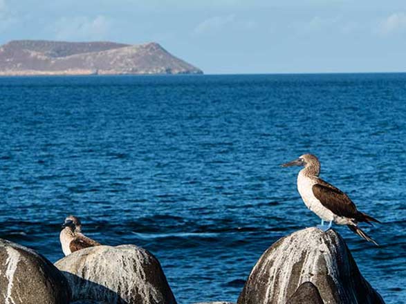 Escale Iles Galapagos (Ile Genovesa)