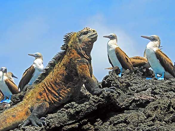 Escale Iles Galapagos ( Ile Darwin)