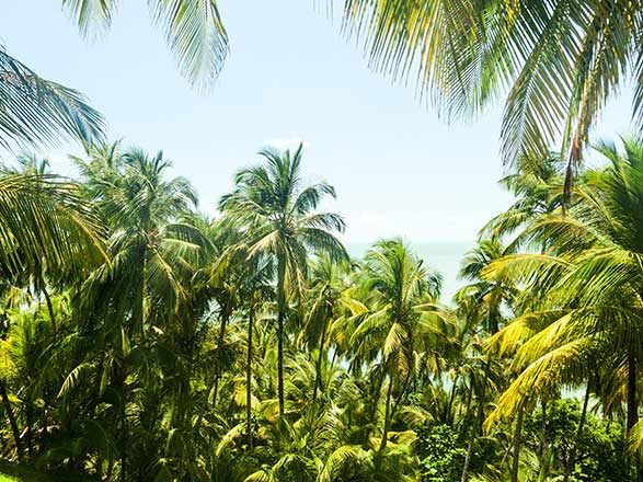 Escale Guyane Française (Ile Royal)