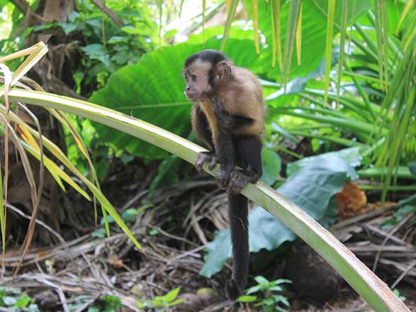 Escale Guyane Française (Ile Royal)