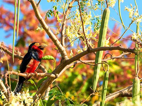 Escale Guinée-Bissau (Ile d'Orango)