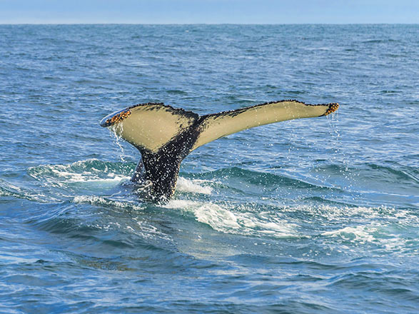 Escale Islande (Ile de Grimsey)