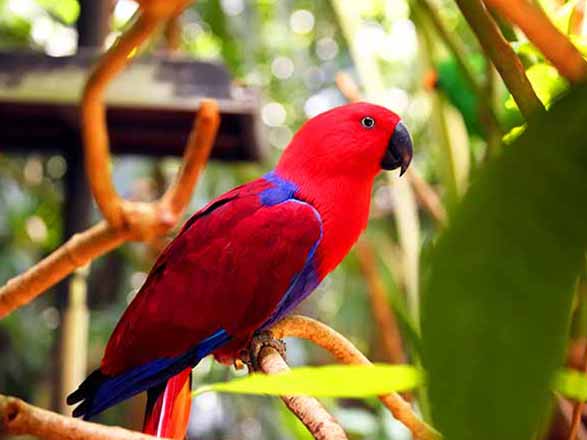 Escale Papouasie-Nouvelle-Guinée (Kiriwina)