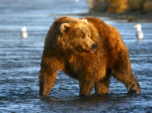 Escale Alaska (Kodiak)