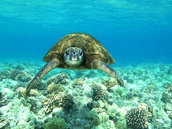 Escale Hawaï (Kona)