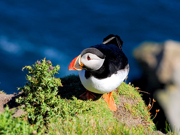 Escale Ecosse (Lerwick)