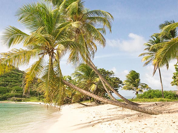 Escale St Vincent et les Grenadines (Mayreau - Tobago Cays)