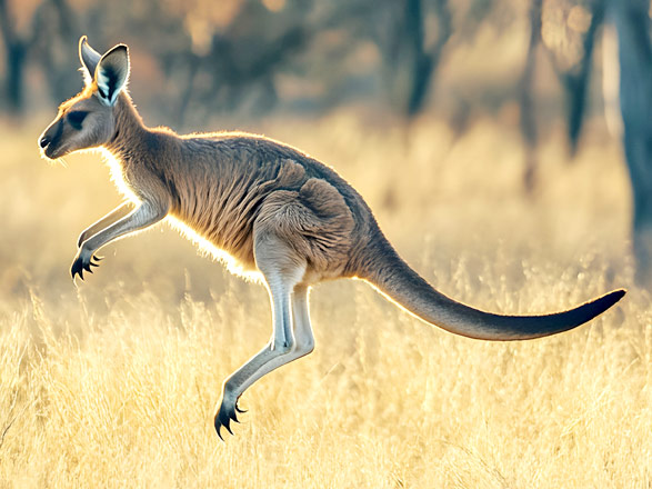 Escale Australie (Melbourne)