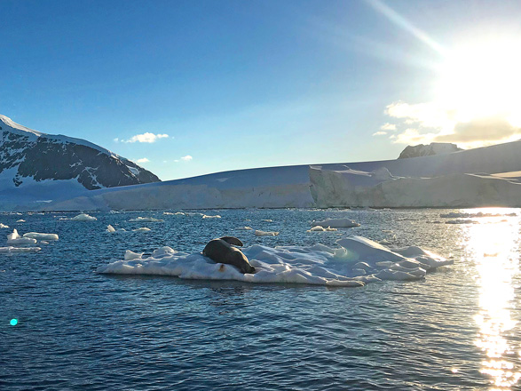 Escale Antarctique (Melchior Islands)
