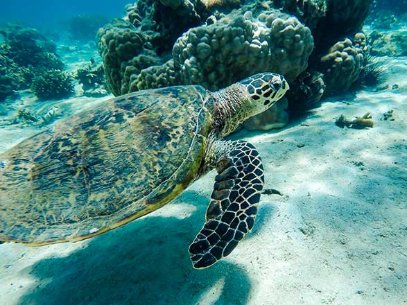 Escale Madagascar (Nosy Tanikely)