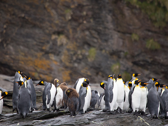 Escale Antarctique (Passage de Drake)