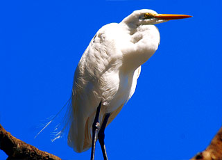 Escale Costa Rica (Playas del Coco)