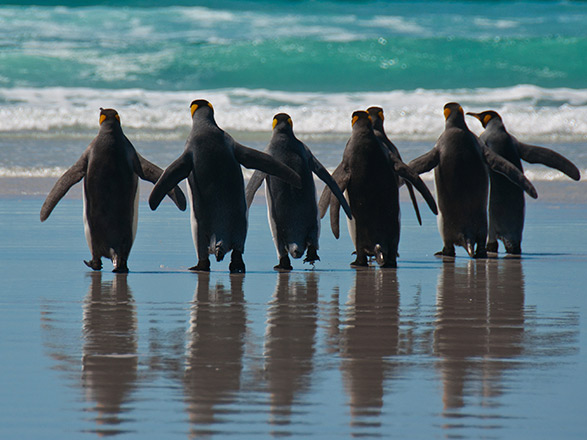 Escale Iles Malouines