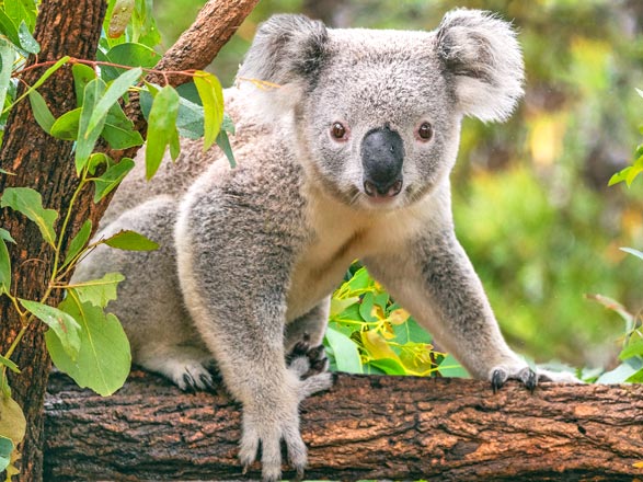 Escale Australie (Portland)