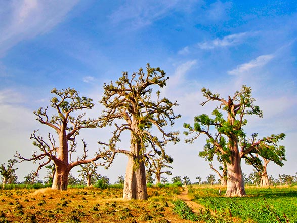Escale TIGUET - DIAOUAR - RICHARD TOLL