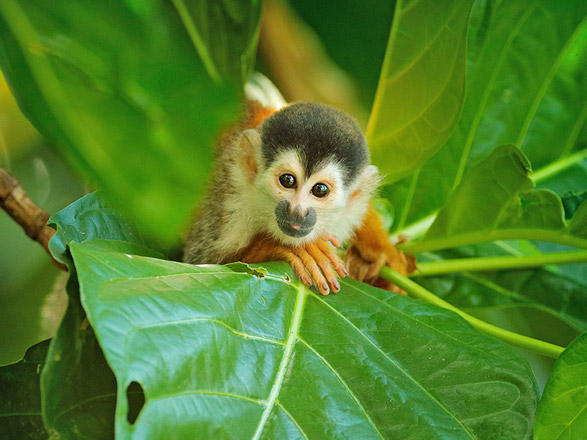 Escale Costa Rica (Réserve de Curu)