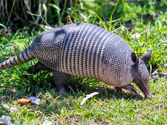 Escale Costa Rica (Réserve de Curu)