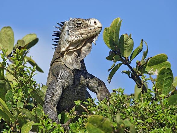 Escale Costa Rica (Réserve de Curu)