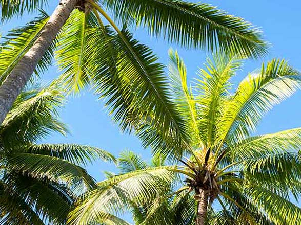 Escale Iles Fidji (Savusavu)