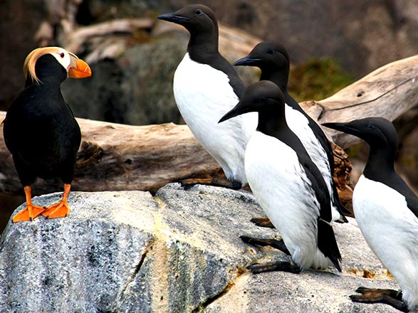 Escale Alaska (Seward)