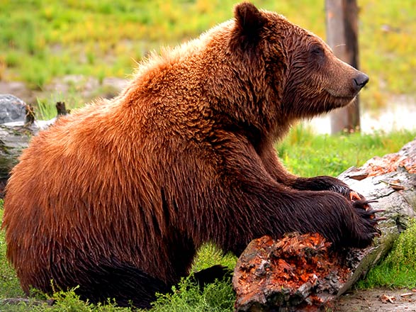 Escale Alaska (Seward)