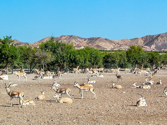 Escale Emirats Arabes Unis (Sir Bani Yas)
