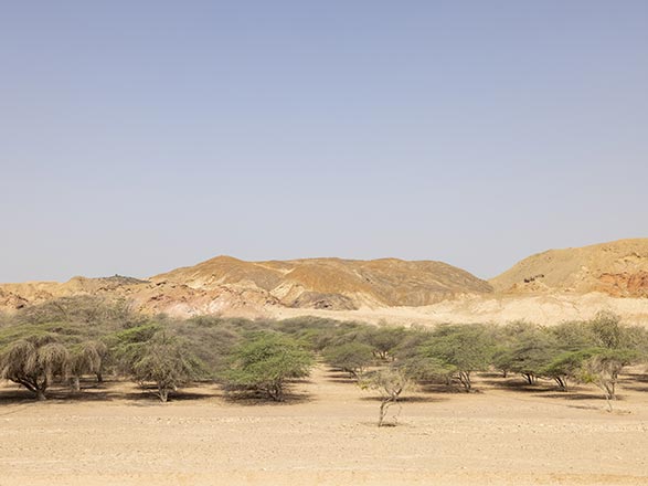 Escale Emirats Arabes Unis (Sir Bani Yas)