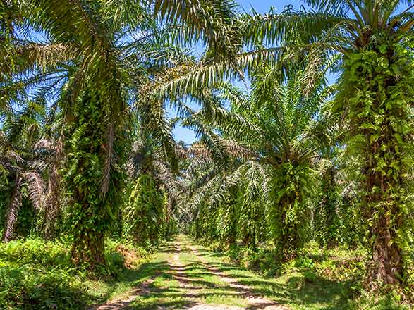 Escale Madagascar (Toamasina)