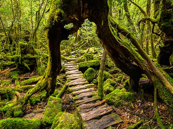 Escale Japon (Yakushima)