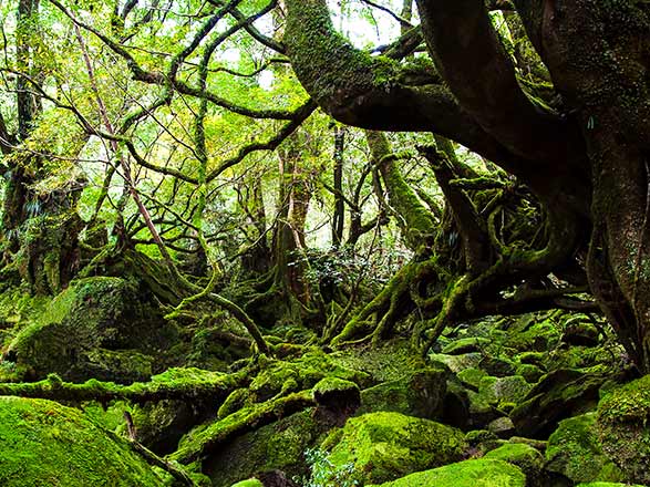 Escale Japon (Yakushima)