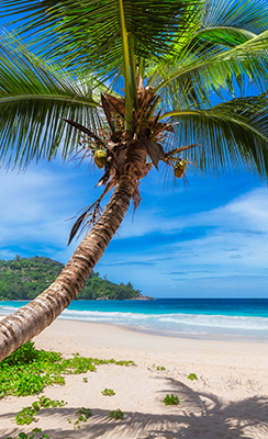 croisi&egrave;res Caraïbes