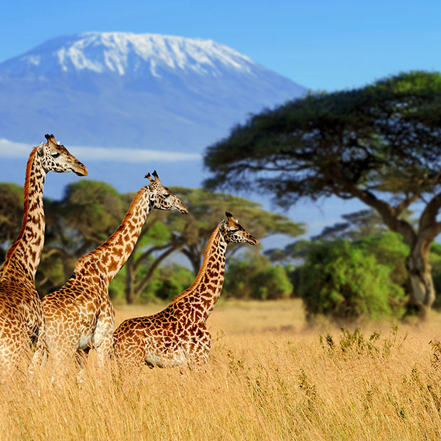 Afrique
